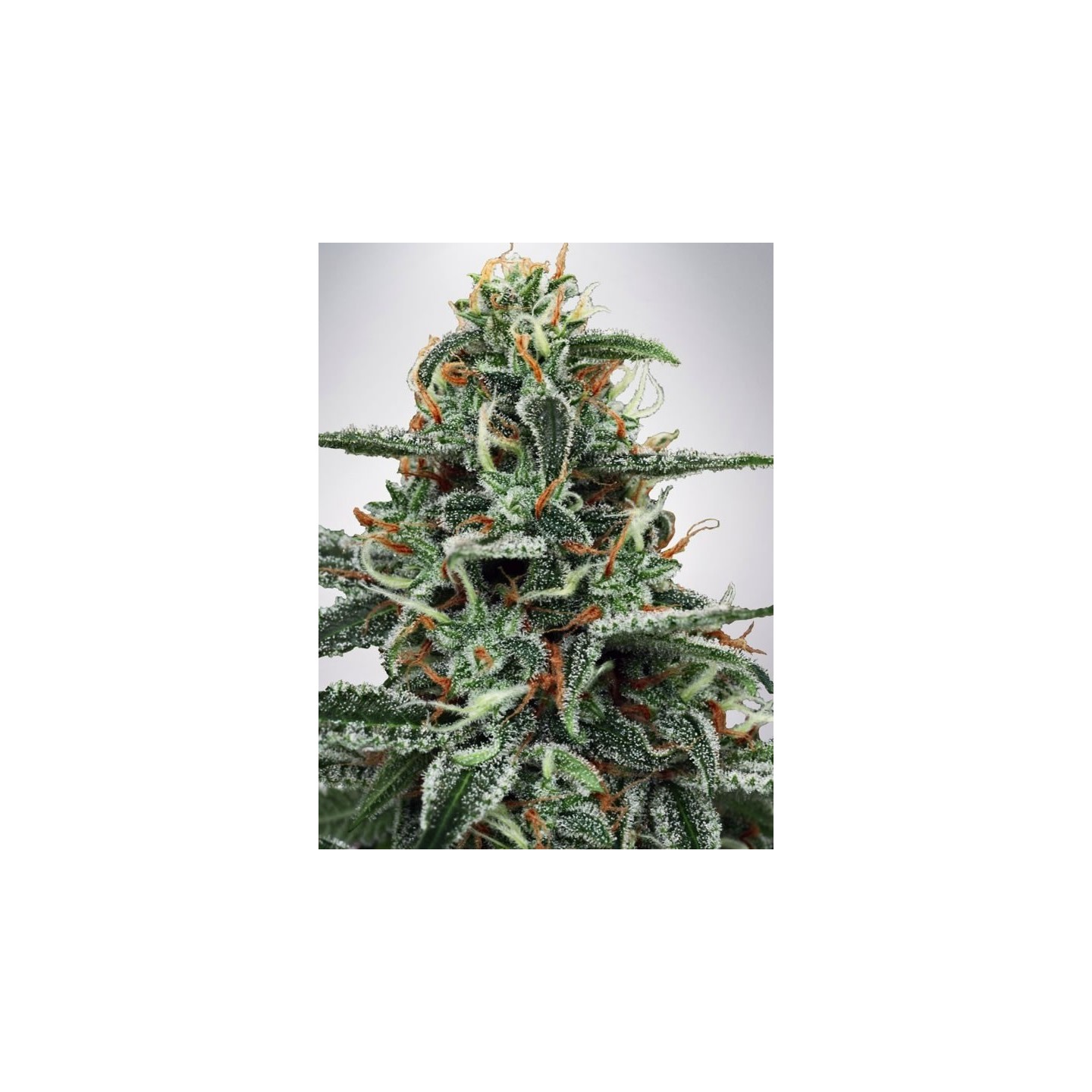 White Widow de Ministry Seeds