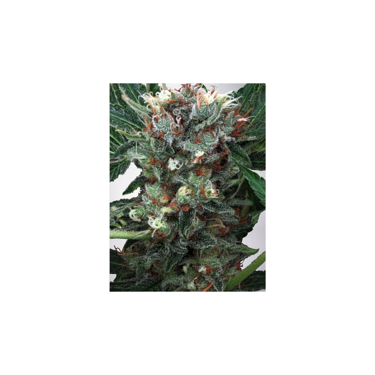 Zensation de Ministry Seeds