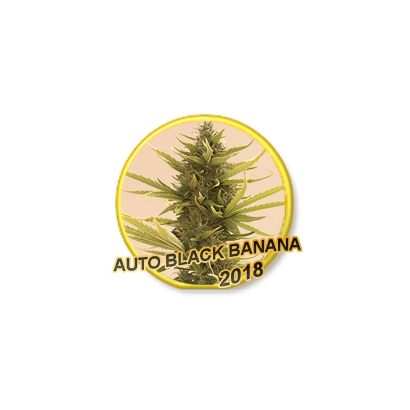 Auto Black Banana de Mr. Hide Seeds