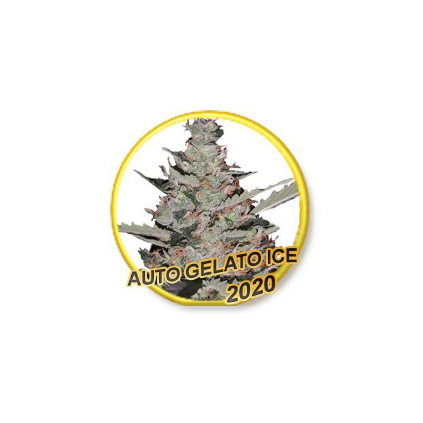 Auto Gelato Ice (Usa Strains) de Mr. Hide Seeds