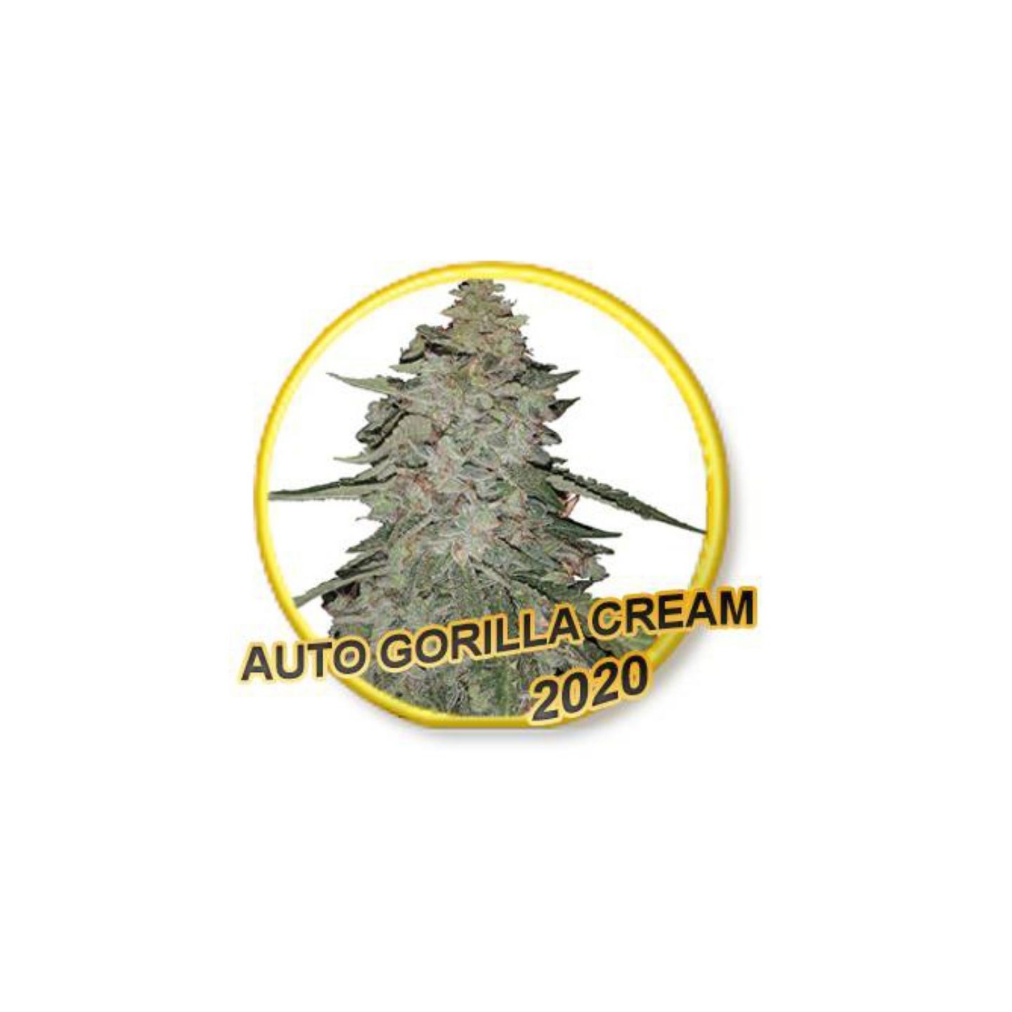 Auto Gorilla Cream (Usa Strains) de Mr. Hide Seeds