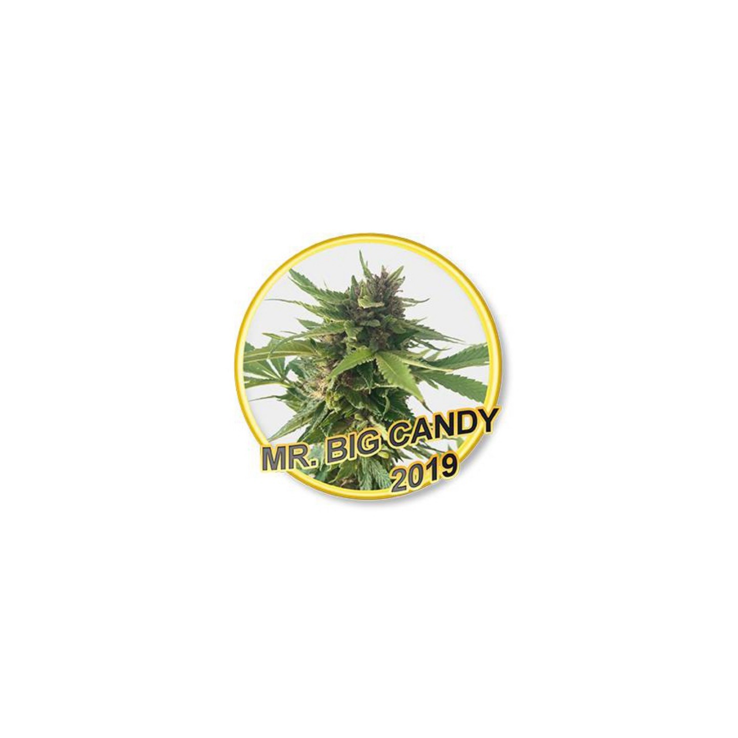 Mr Big Candy (Usa Strains) Regular de Mr. Hide Seeds