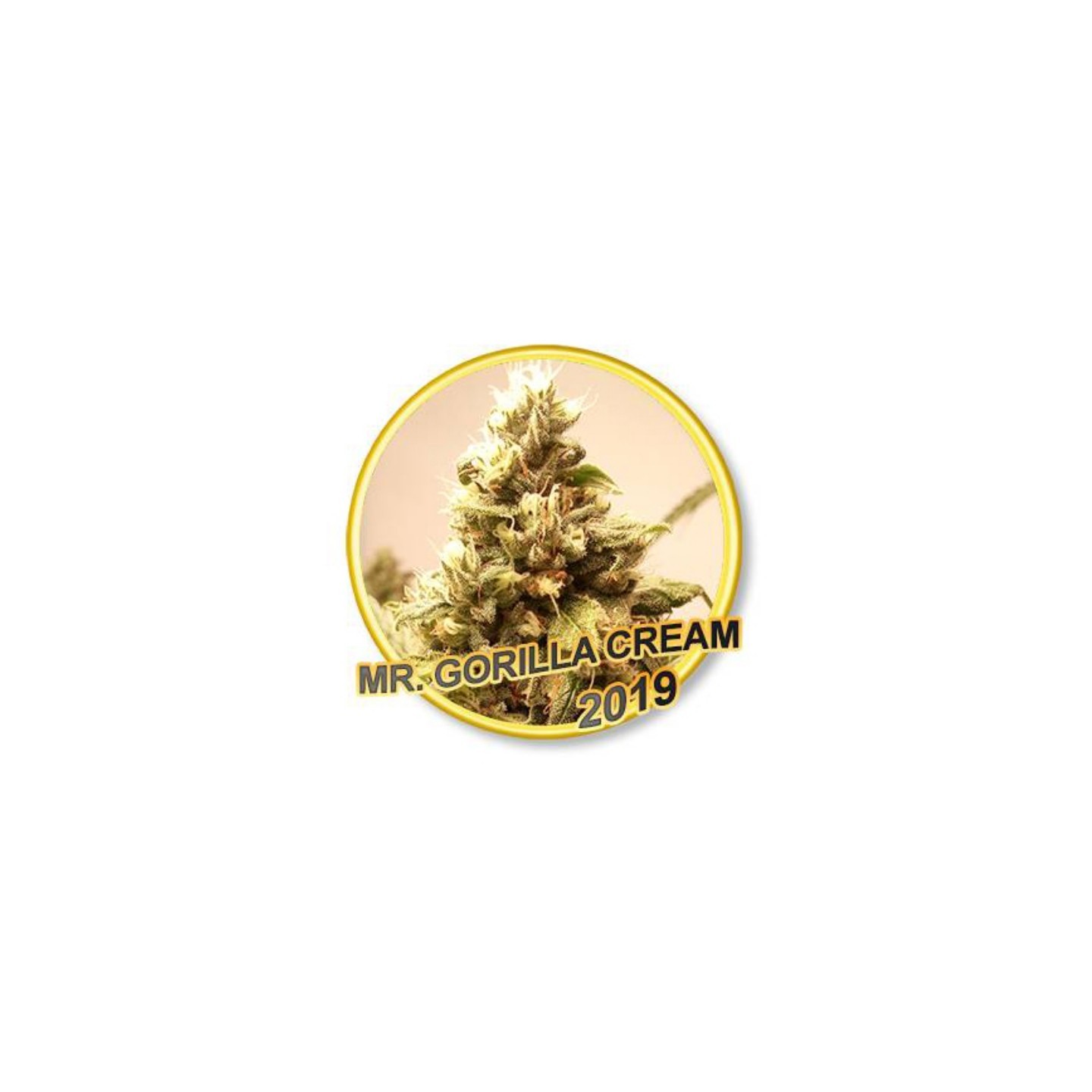 Mr Gorilla Cream Regular de Mr. Hide Seeds