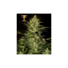 Mr. Amnesia Mass Regular de Mr. Hide Seeds