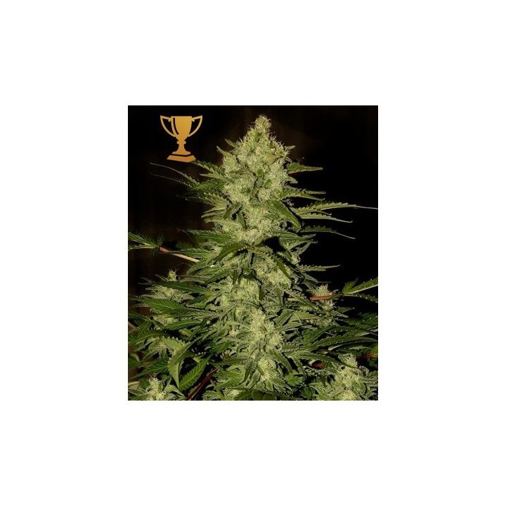 Mr. Amnesia Mass Regular de Mr. Hide Seeds