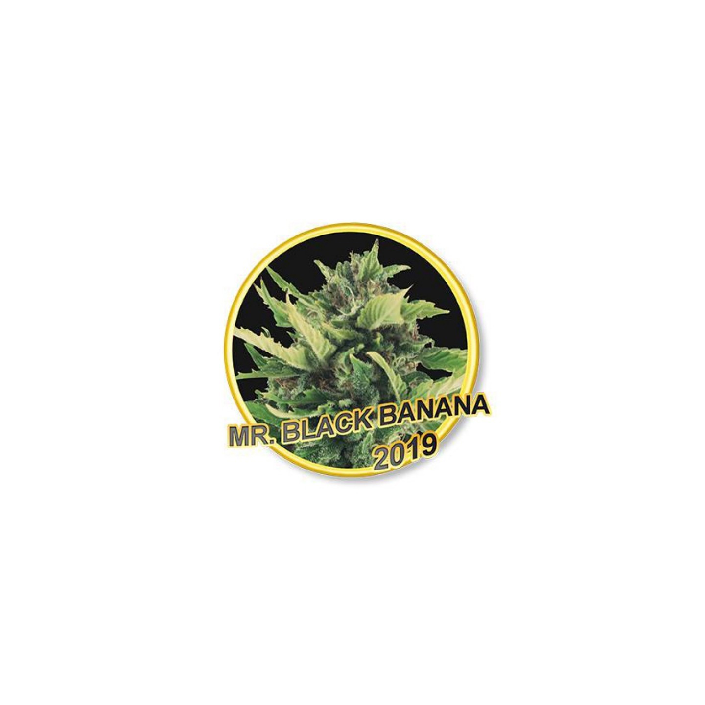 Mr. Black Banana Regular de Mr. Hide Seeds