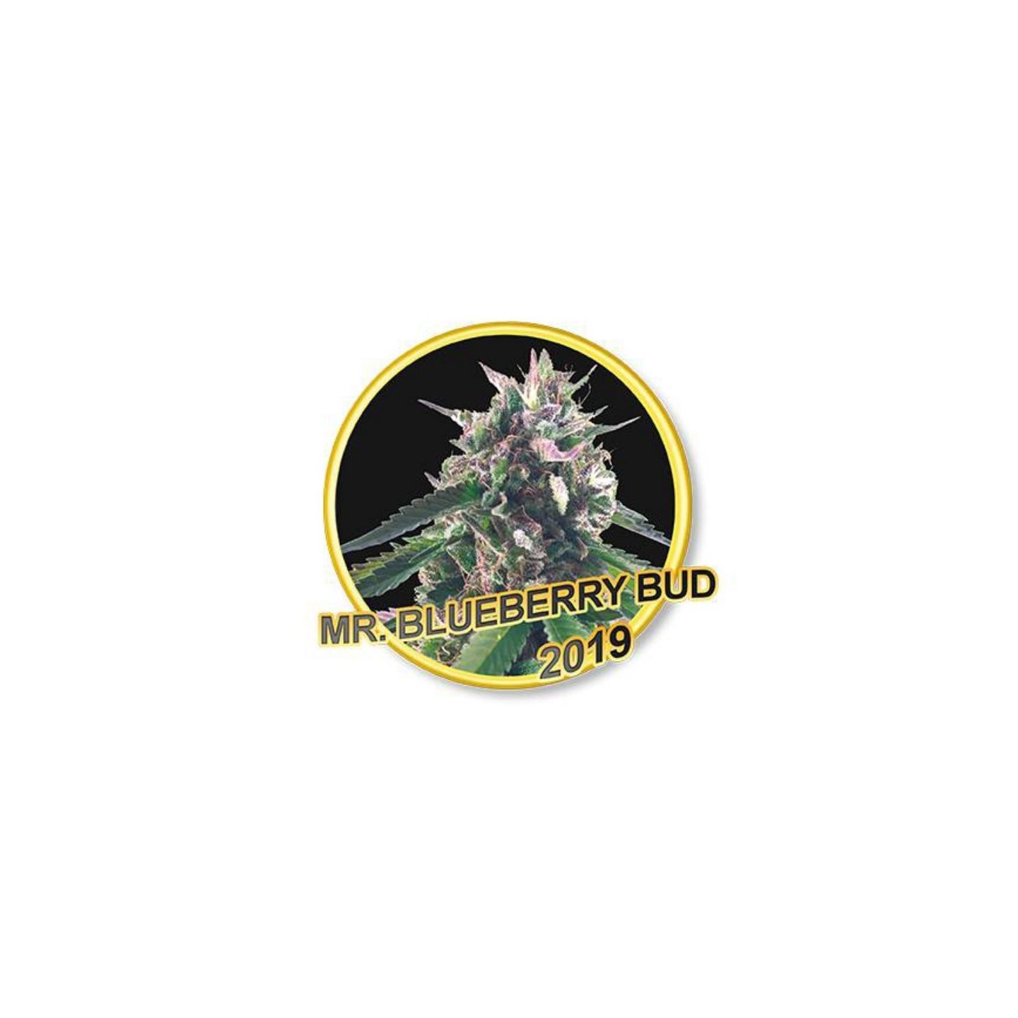 Mr. Bueberry Bud Regular de Mr. Hide Seeds