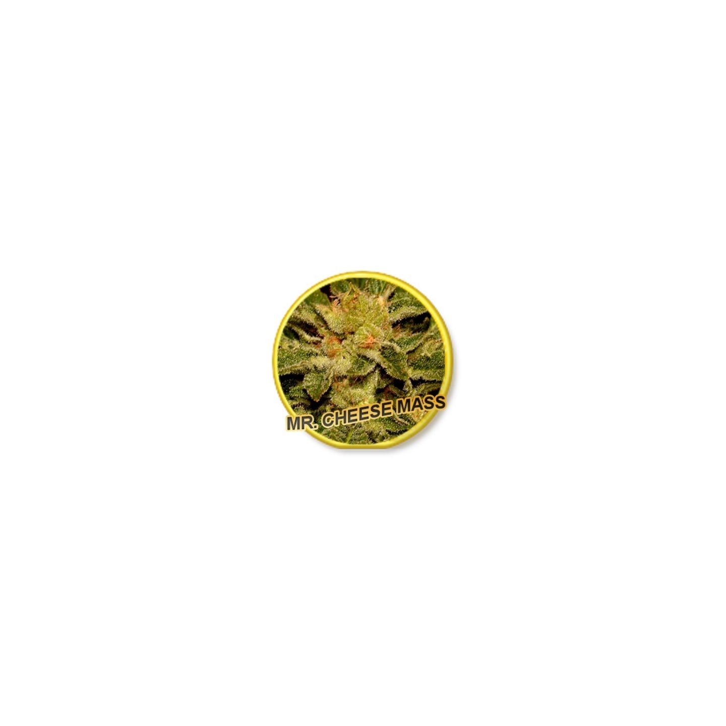 Mr. Cheese Mass Regular de Mr. Hide Seeds