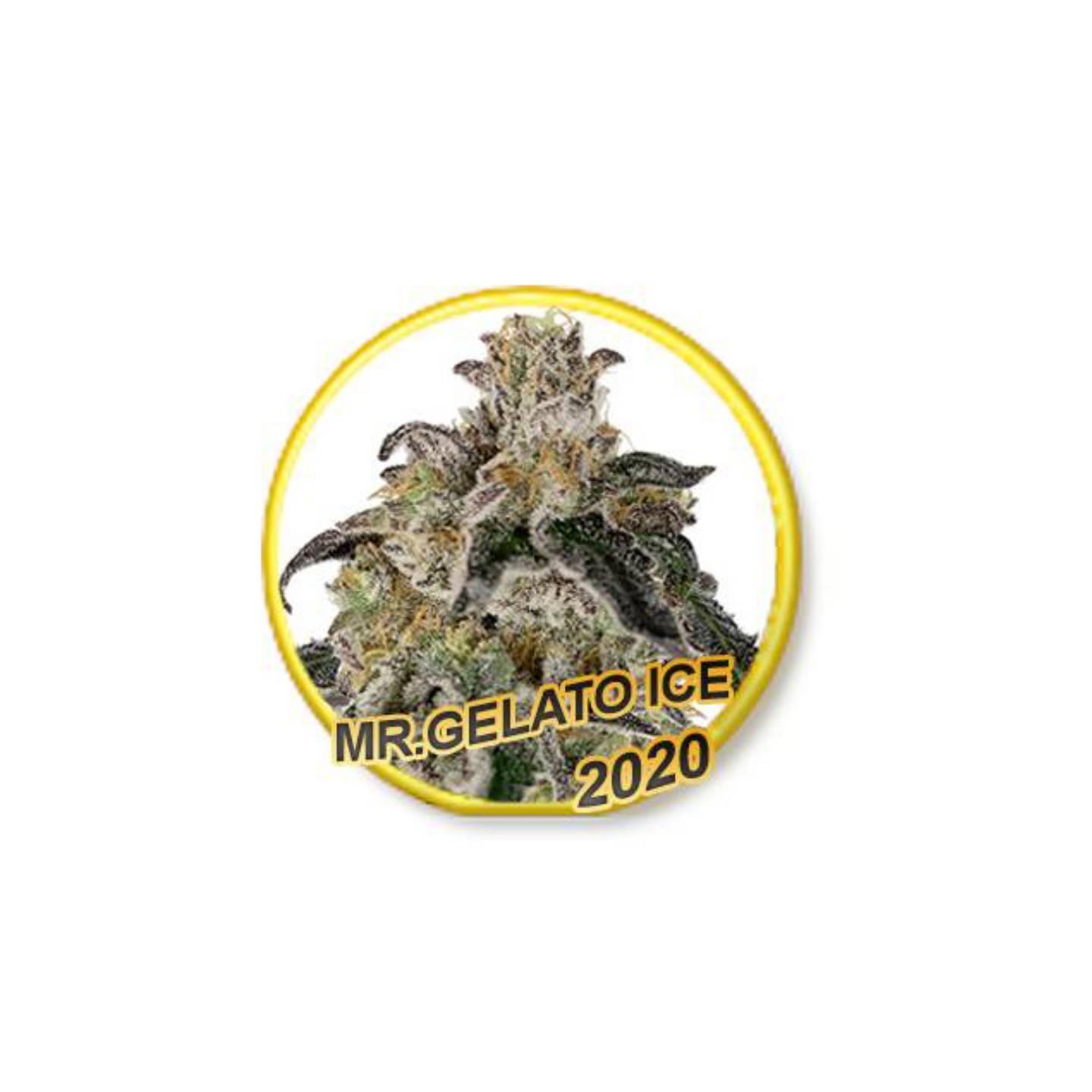 Mr. Gelato Ice (Usa Strains) de Mr. Hide Seeds