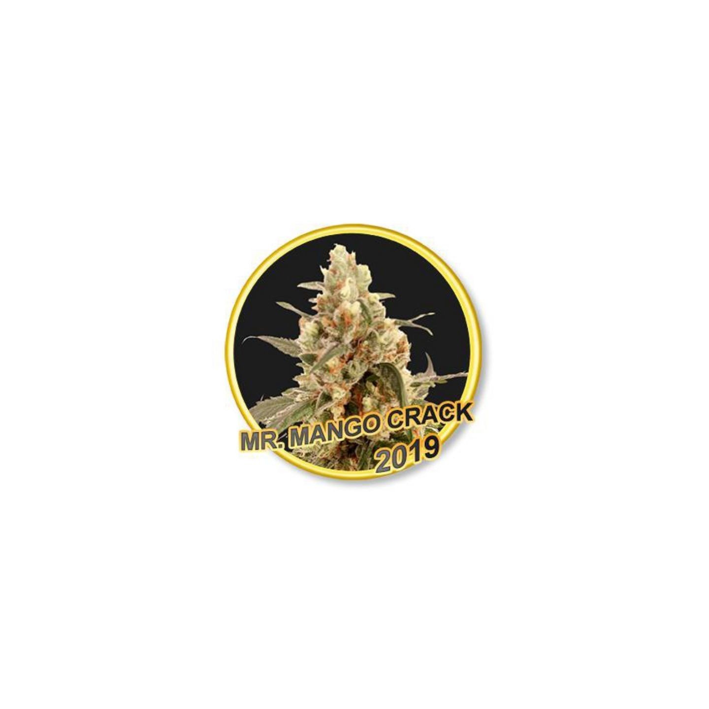 Mr. Mango Crack Regular de Mr. Hide Seeds
