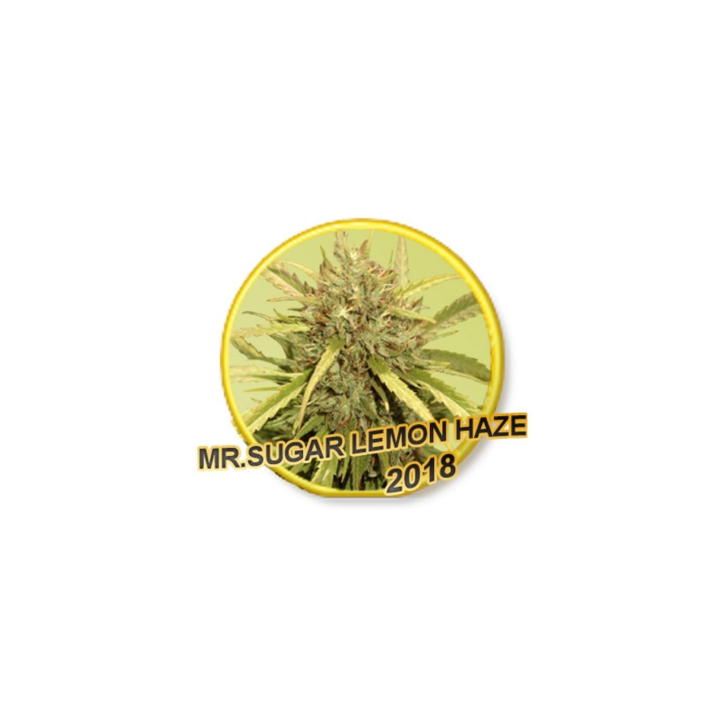 Mr. Sugar Lemon Haze Regular de Mr. Hide Seeds