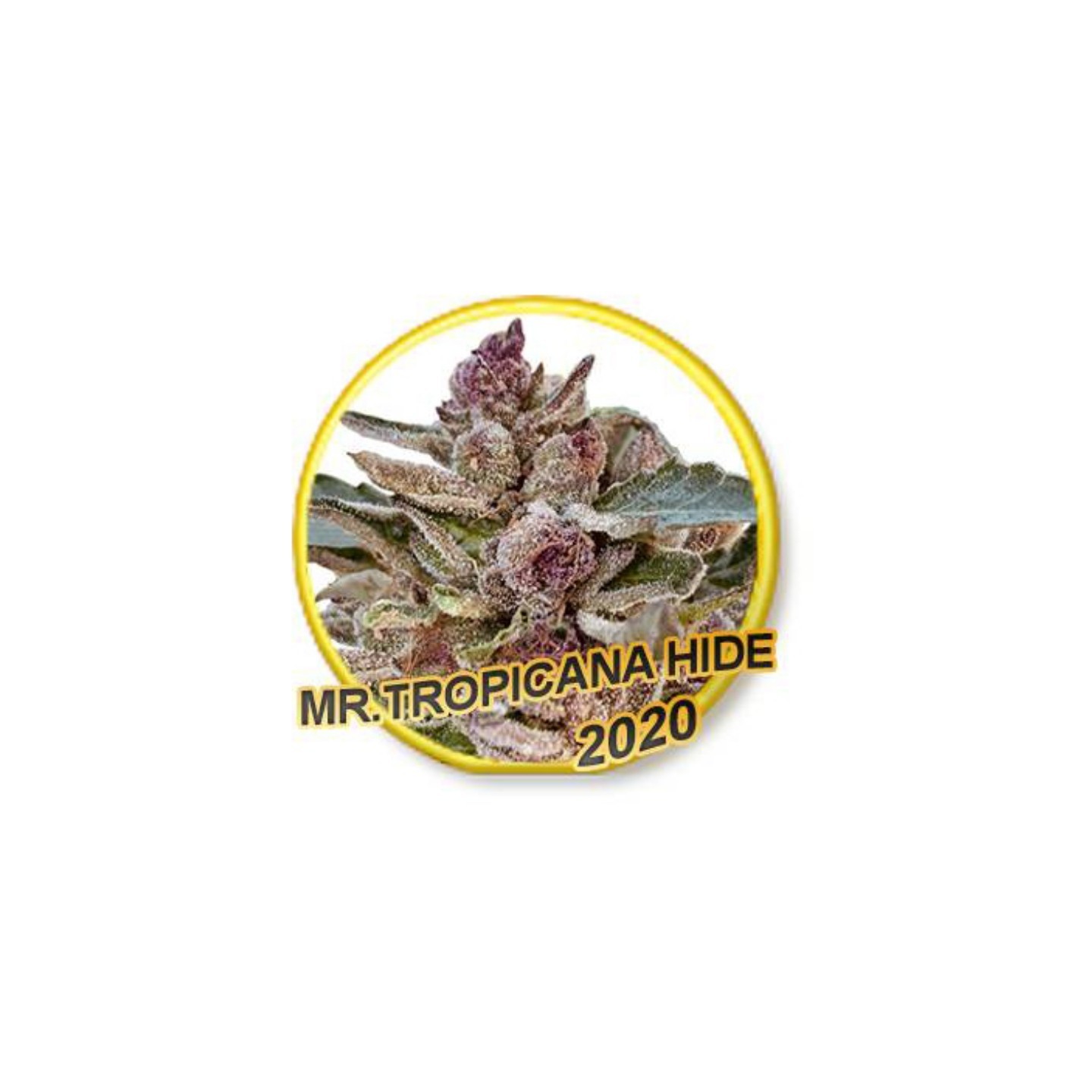 Mr. Tropicana Hide (Usa Strains) de Mr. Hide Seeds