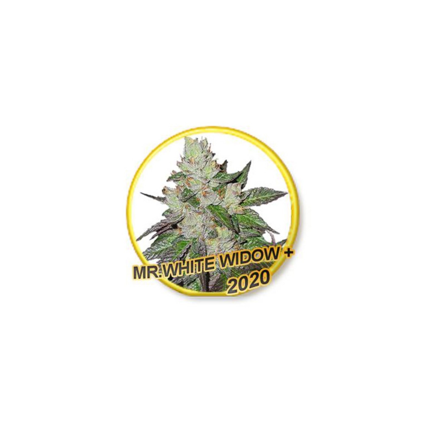 Mr. White Widow + de Mr. Hide Seeds
