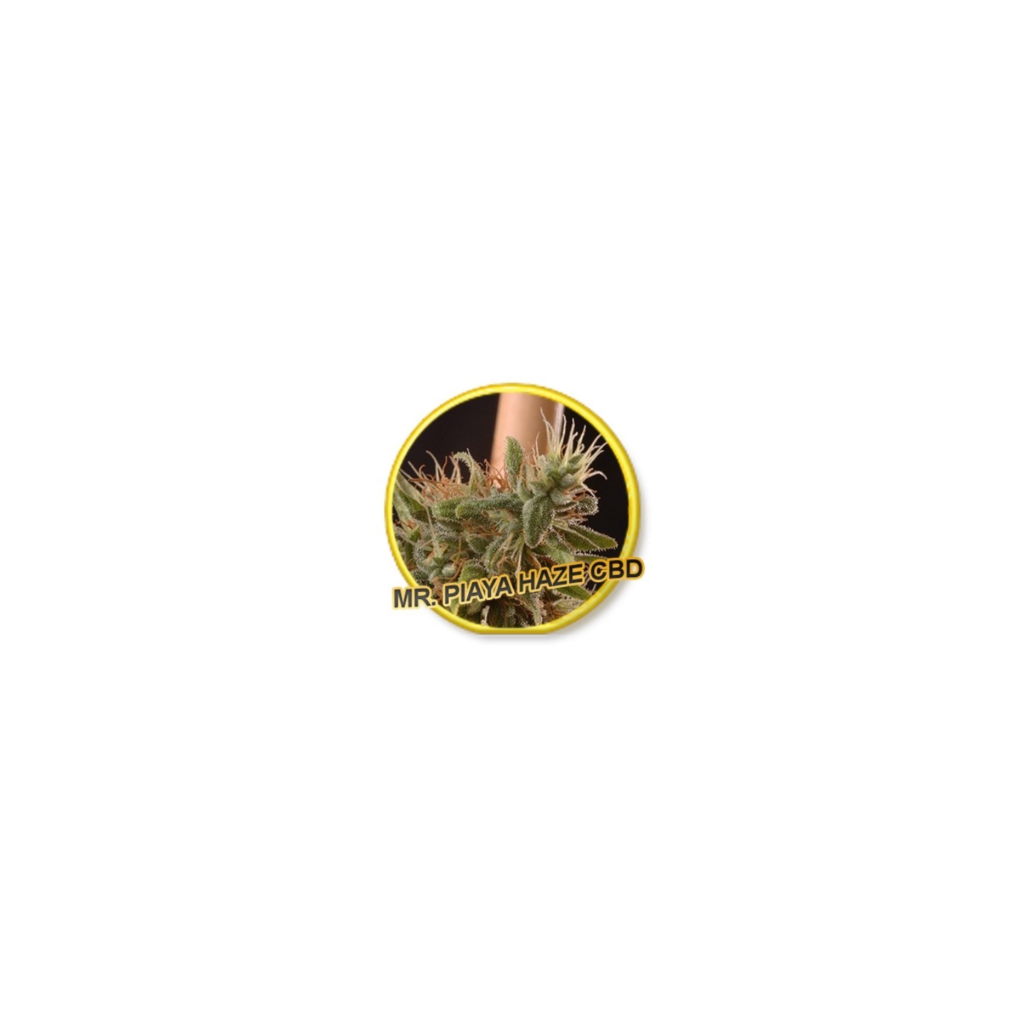 Piaya Haze Cbd de Mr. Hide Seeds
