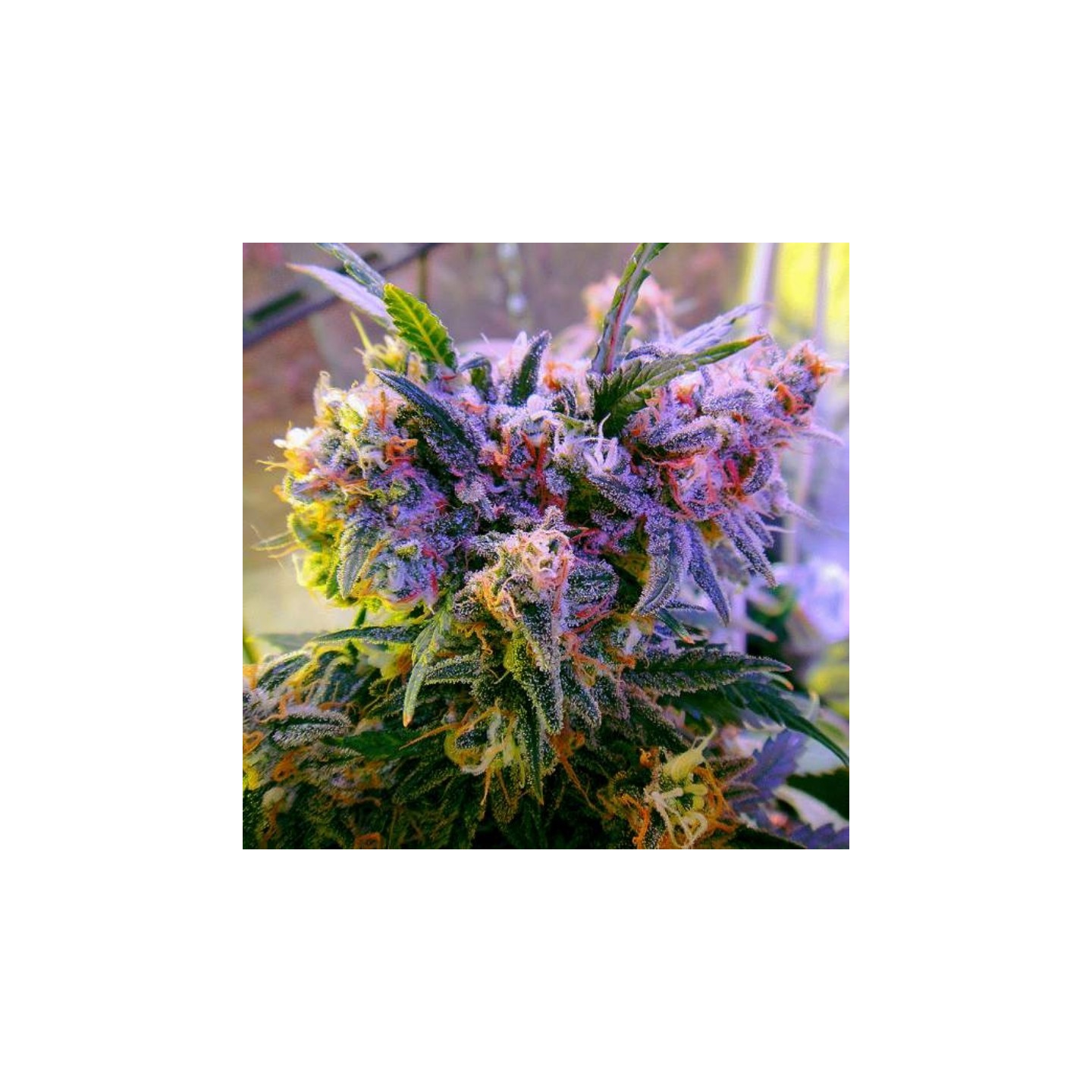 Aurora Indica Regular de Nirvana