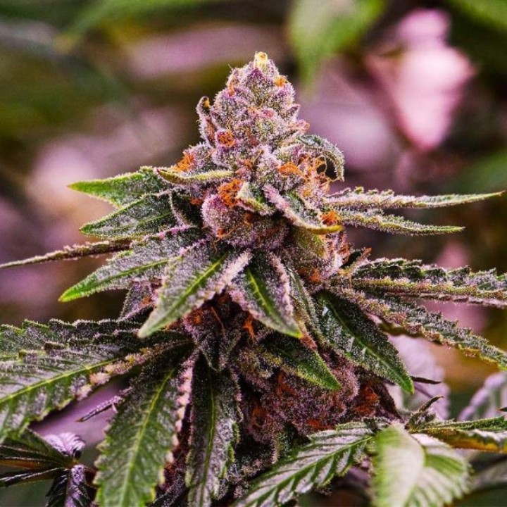 Auto Girl Scout Cookies de Nirvana