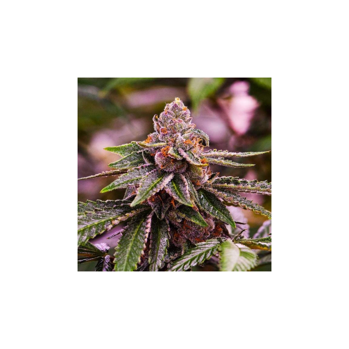 Auto Girl Scout Cookies de Nirvana