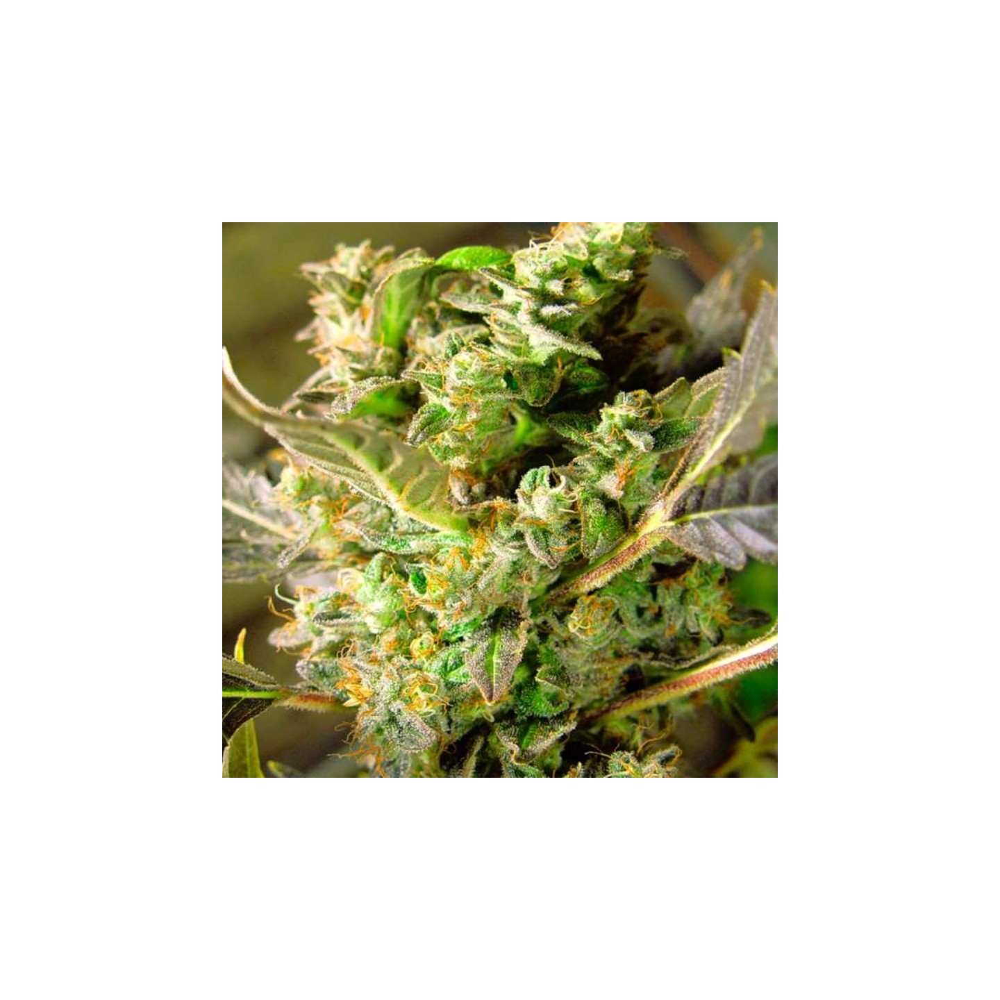 Auto Somango Xxl de Nirvana