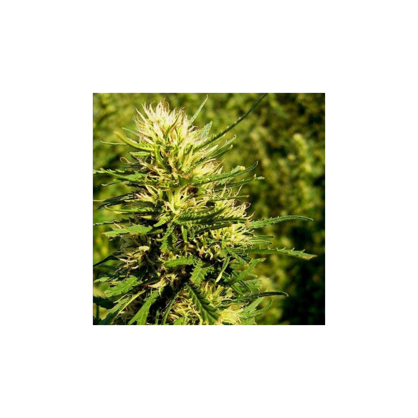 Auto Super Skunk de Nirvana