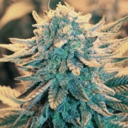 B-52 de Nirvana