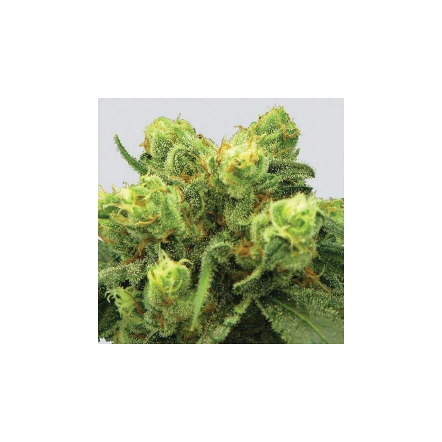 Big Bud Regular de Nirvana