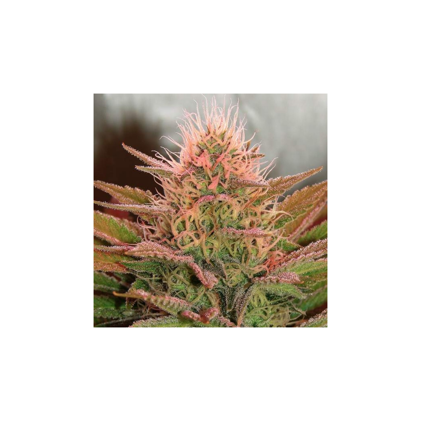 Bubblelicious Regular de Nirvana