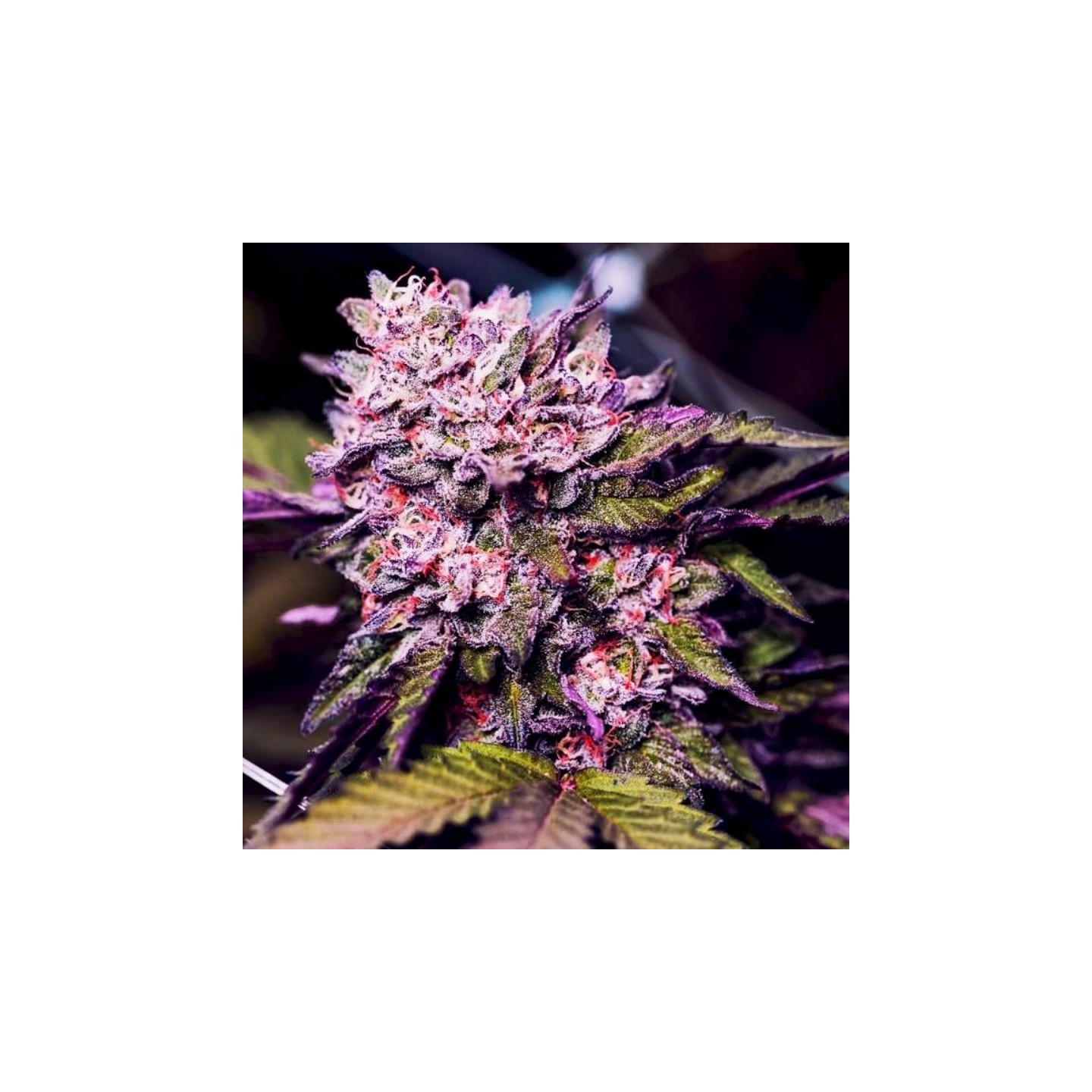 Gelato de Nirvana