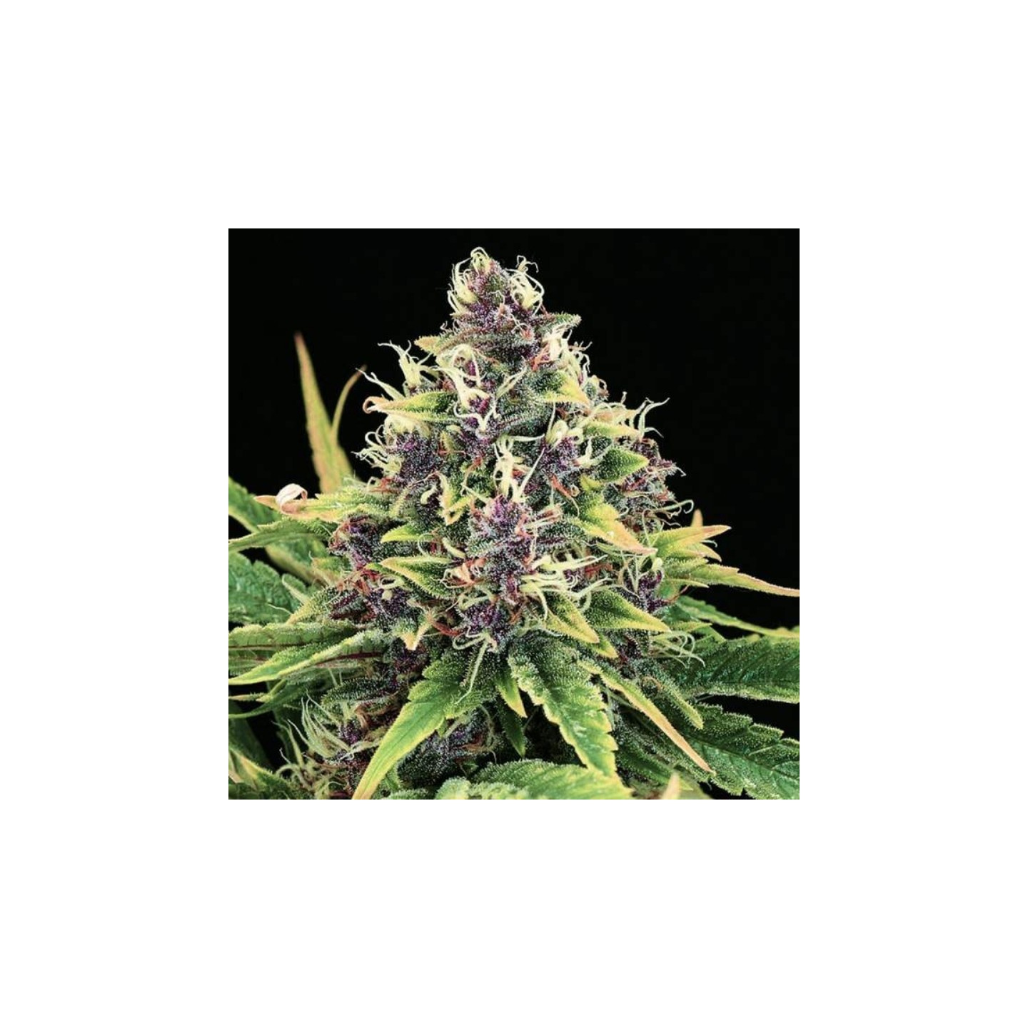 Hindu Kush de Nirvana