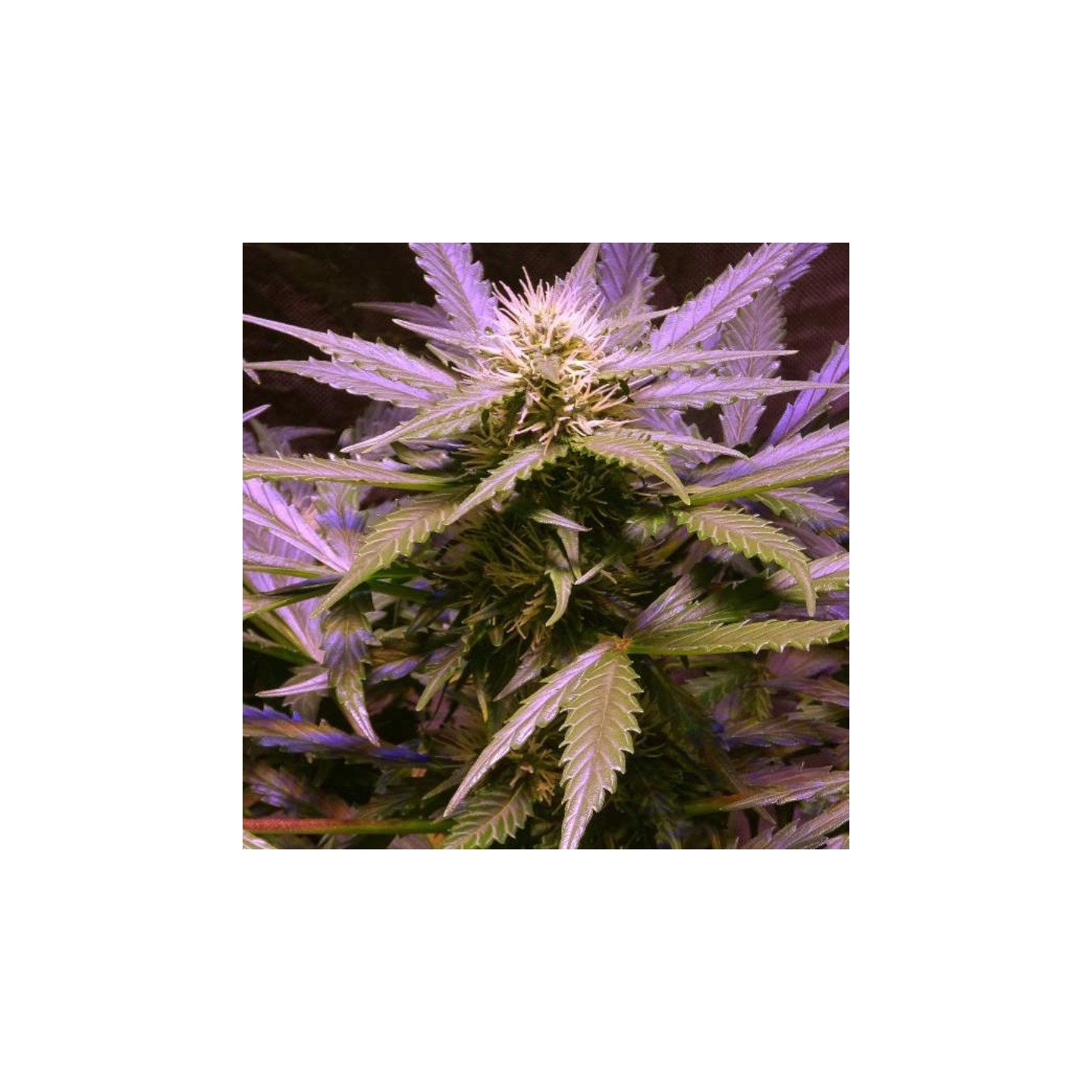 Lemon Og Haze de Nirvana