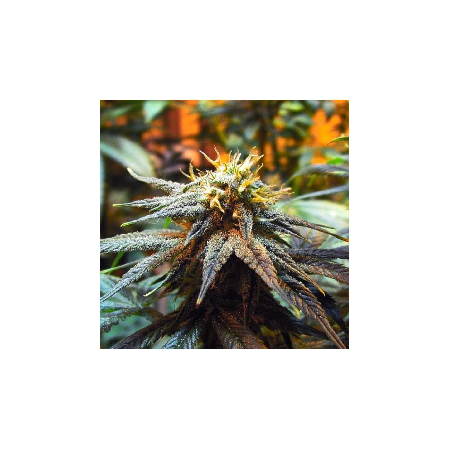 Mango Skunk Regular de Nirvana