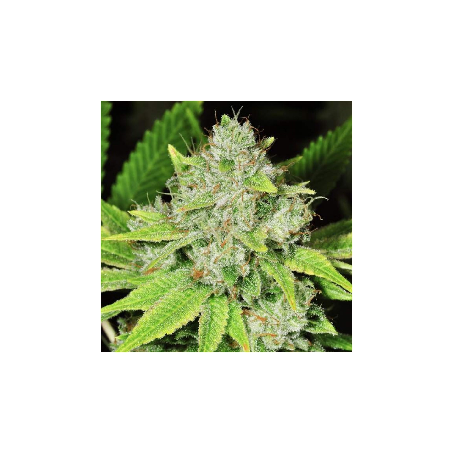 Original Glue Regular de Nirvana