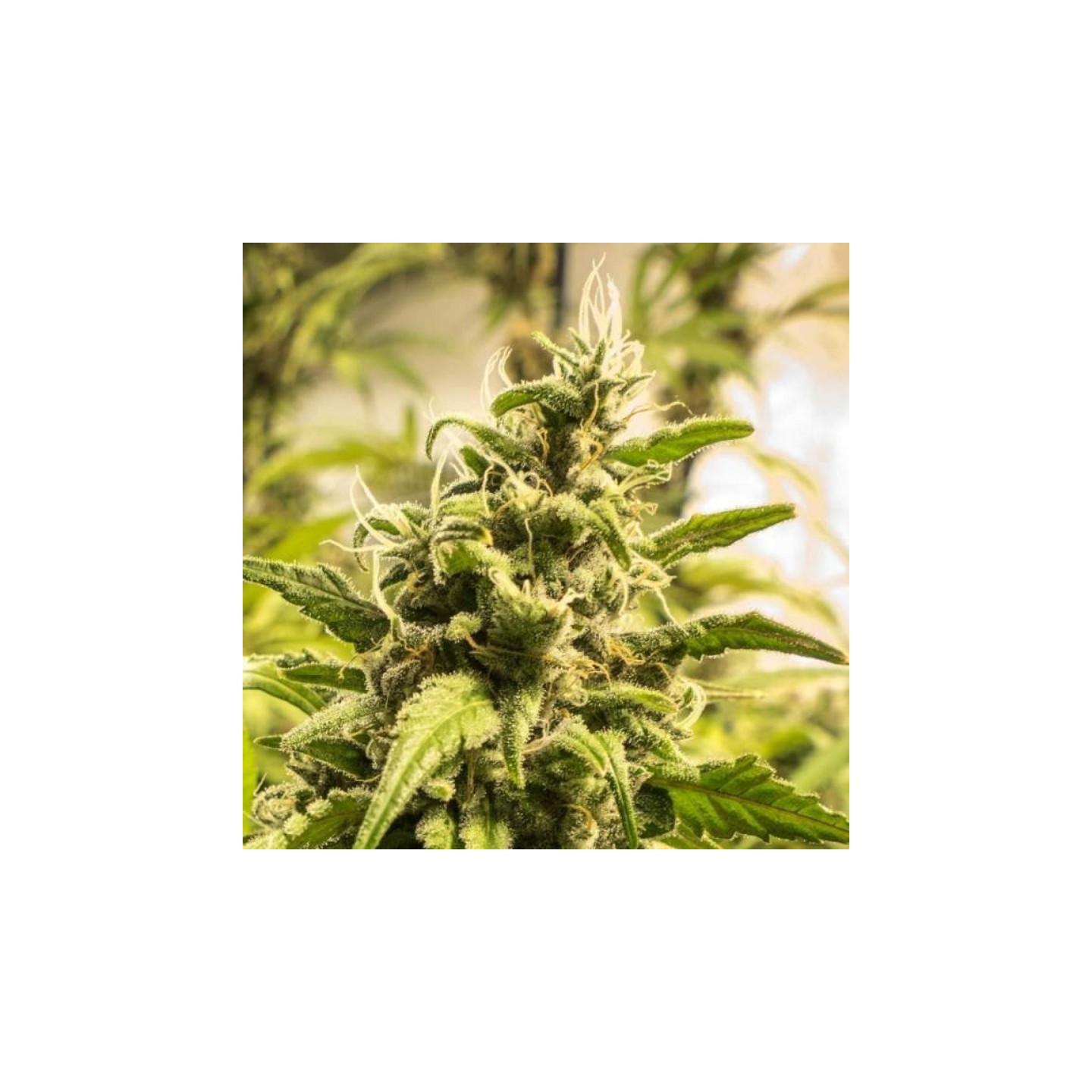Somango Xxl de Nirvana