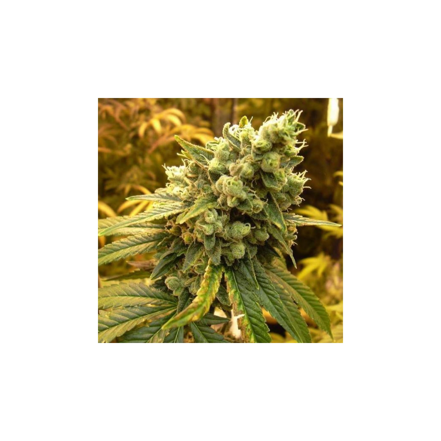Sativa's Sour Diesel Regular de Nirvana