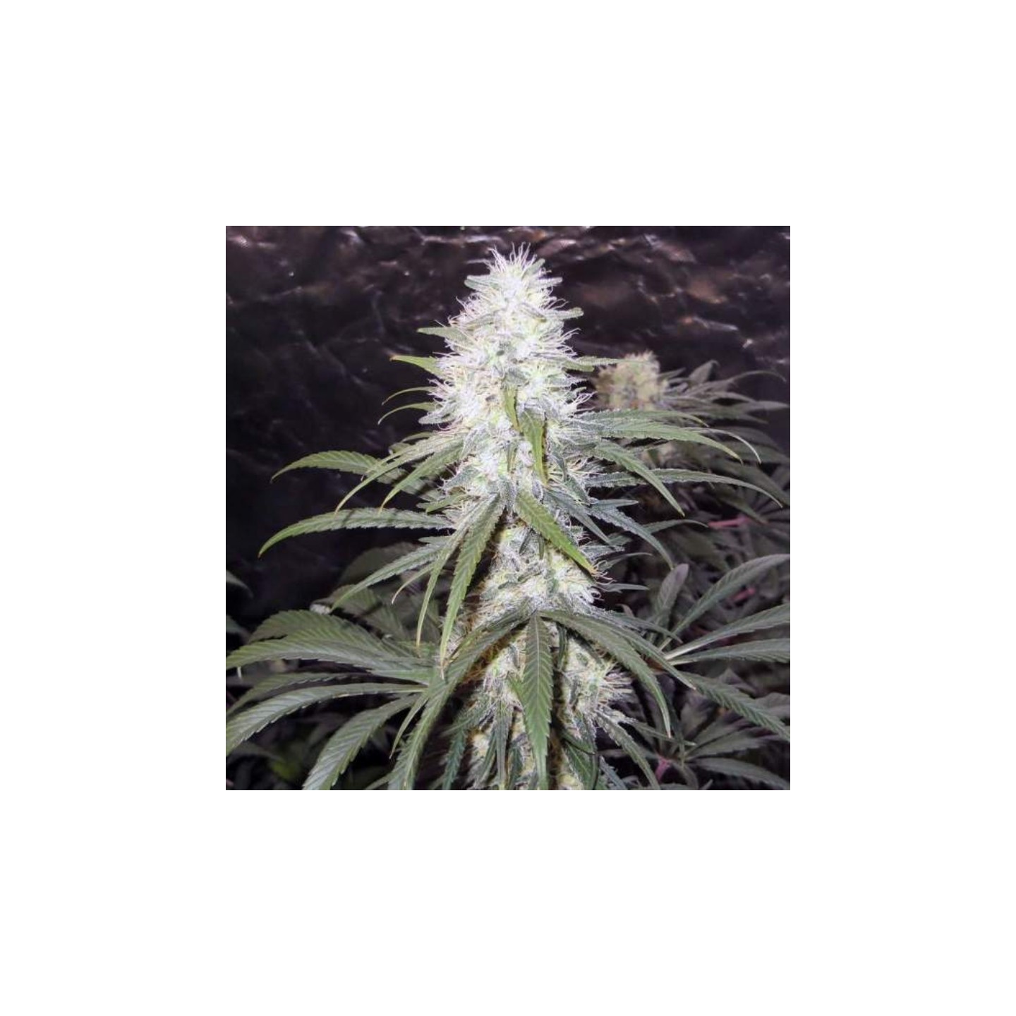 Sterling Haze Regular de Nirvana