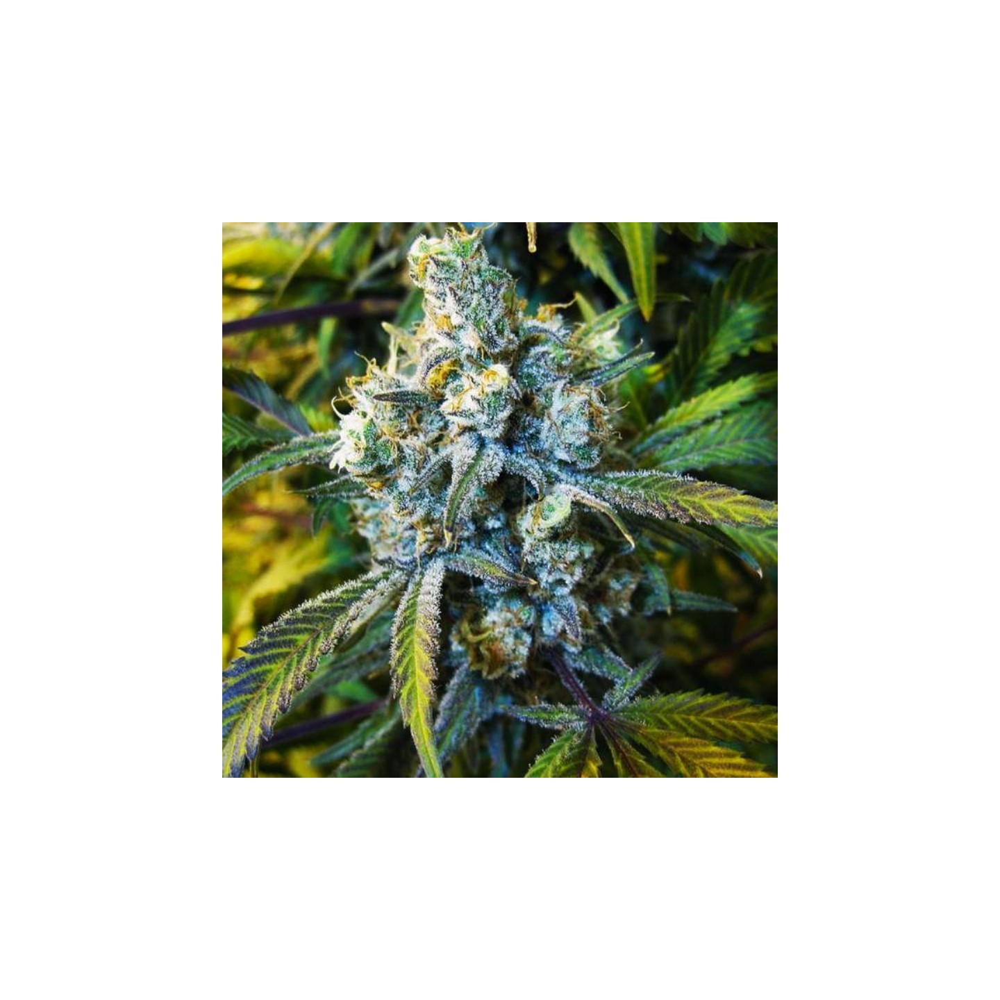 Super Silver Haze Regular de Nirvana