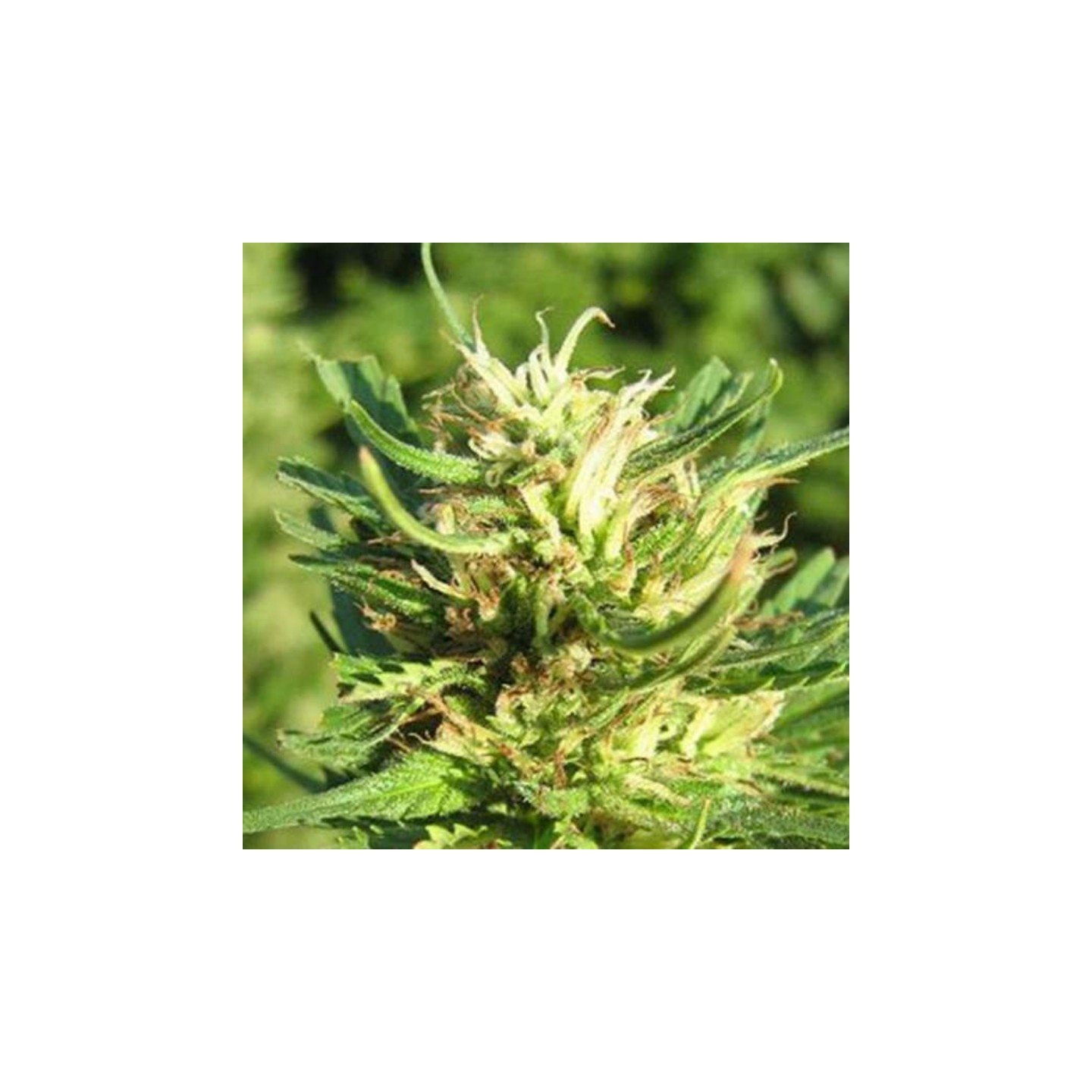 Super Skunk Regular Super Skunk de Nirvana