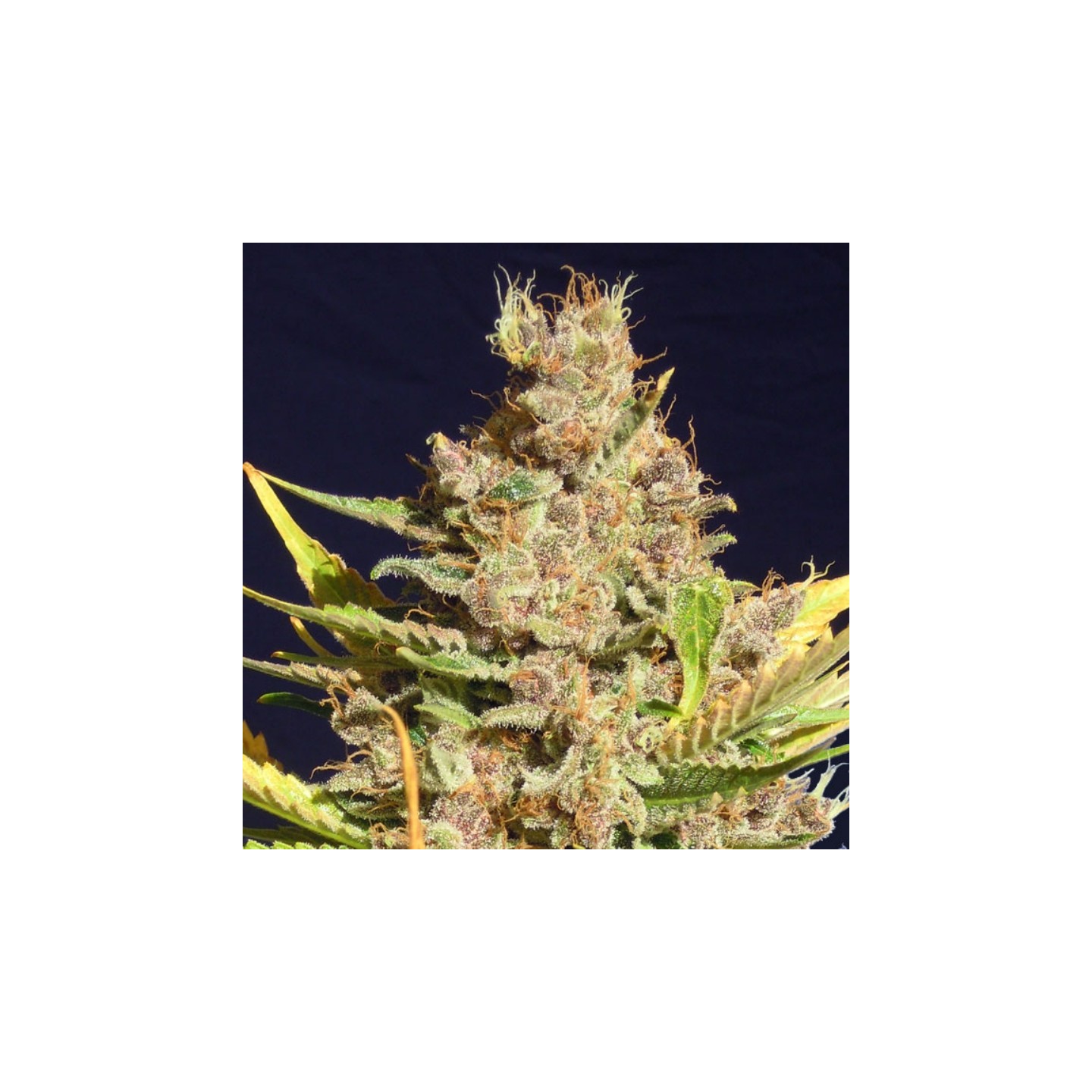 Alien Gorilla de Original Sensible