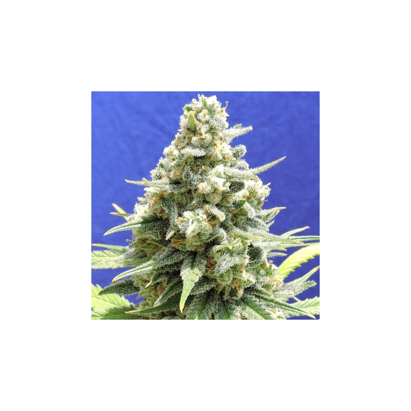 Amnesia Lemon Kush de Original Sensible