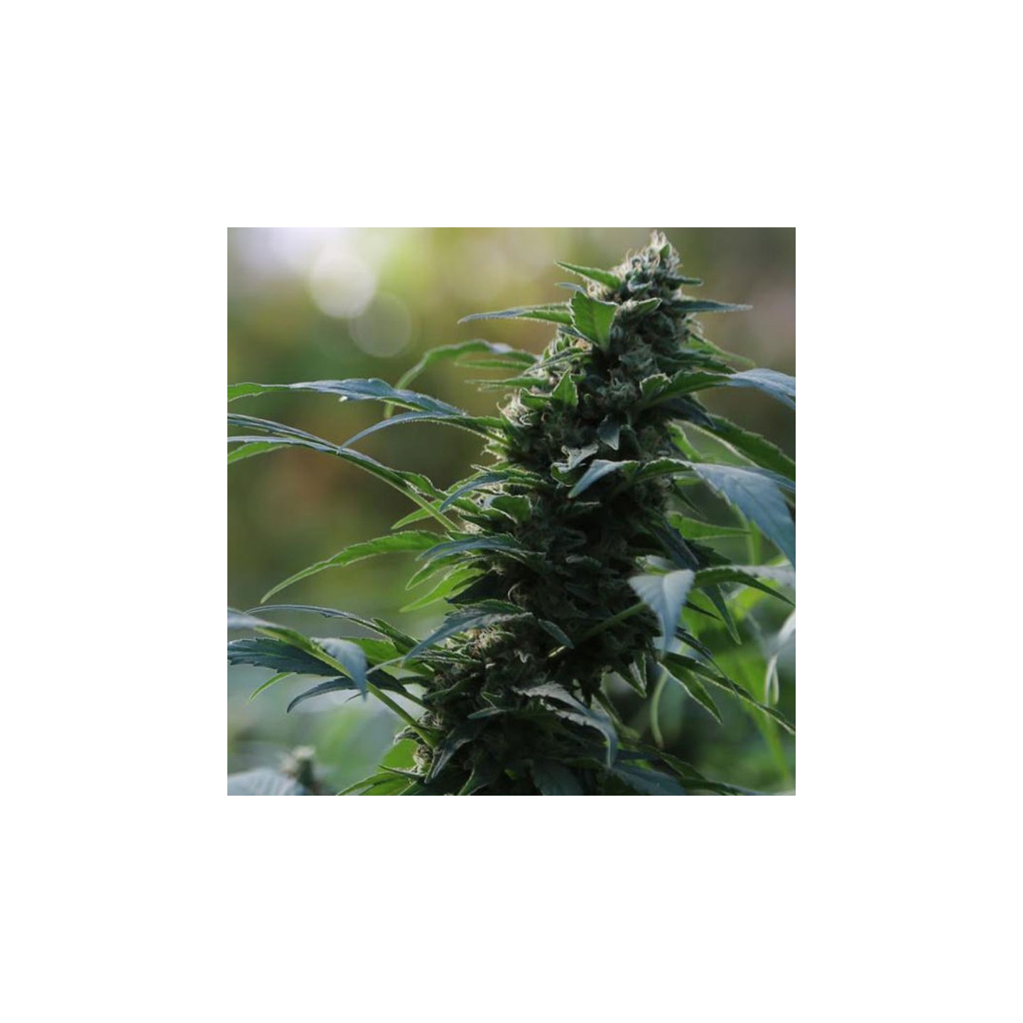 Auto Cbg Nectar de Original Sensible