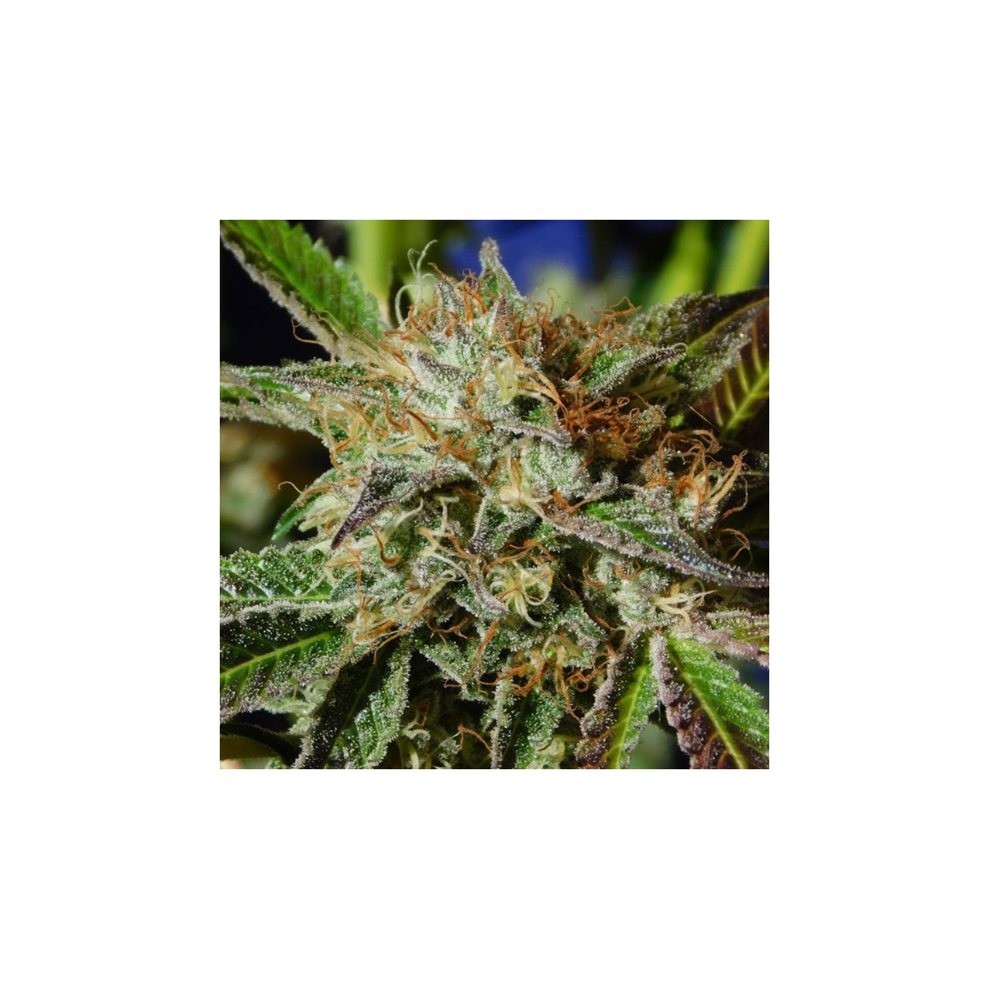 Auto Ghost Cookies de Original Sensible
