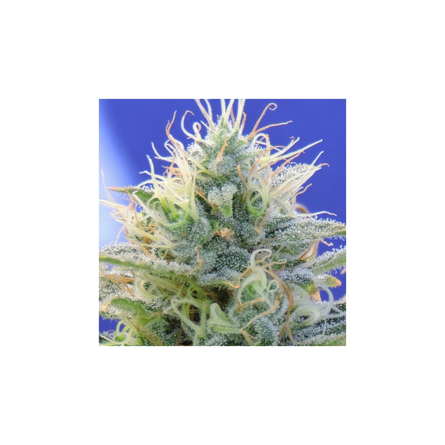 Auto Ghost Og de Original Sensible