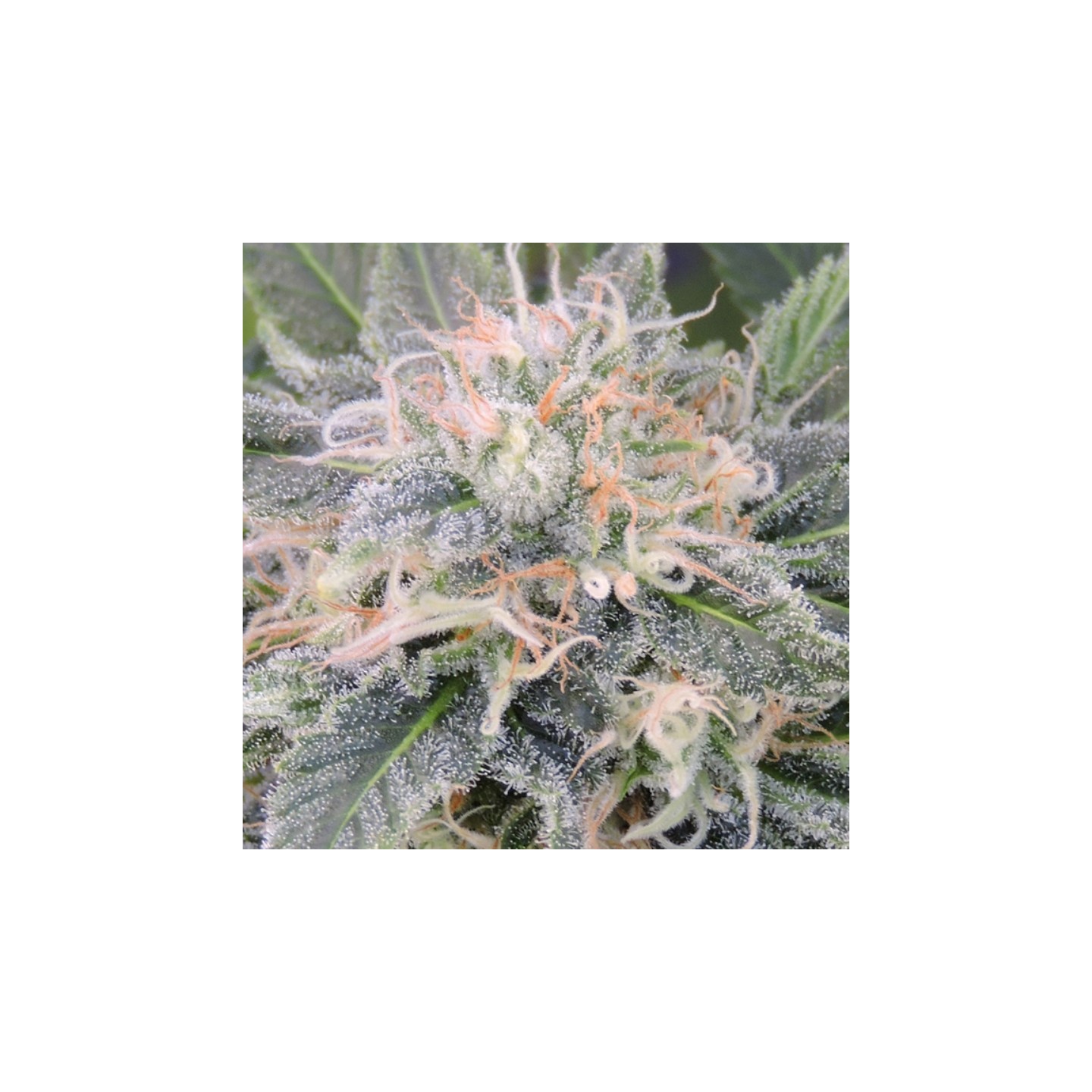 Black Ghost Og de Original Sensible