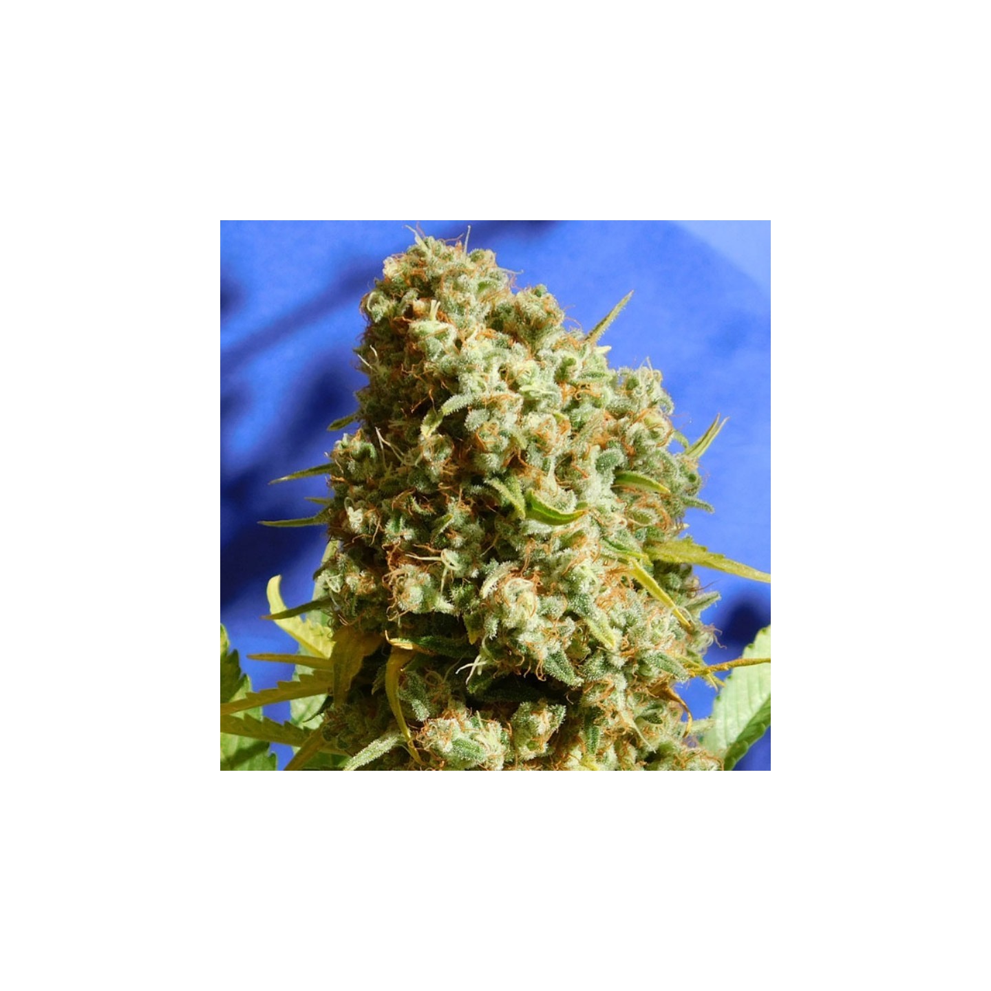 Bruce Banner N3 Fast de Original Sensible