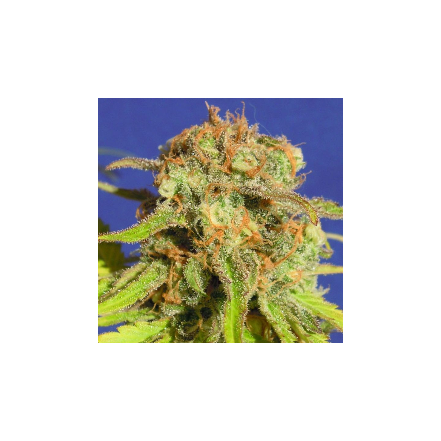 Bruce Banner 3 Auto de Original Sensible