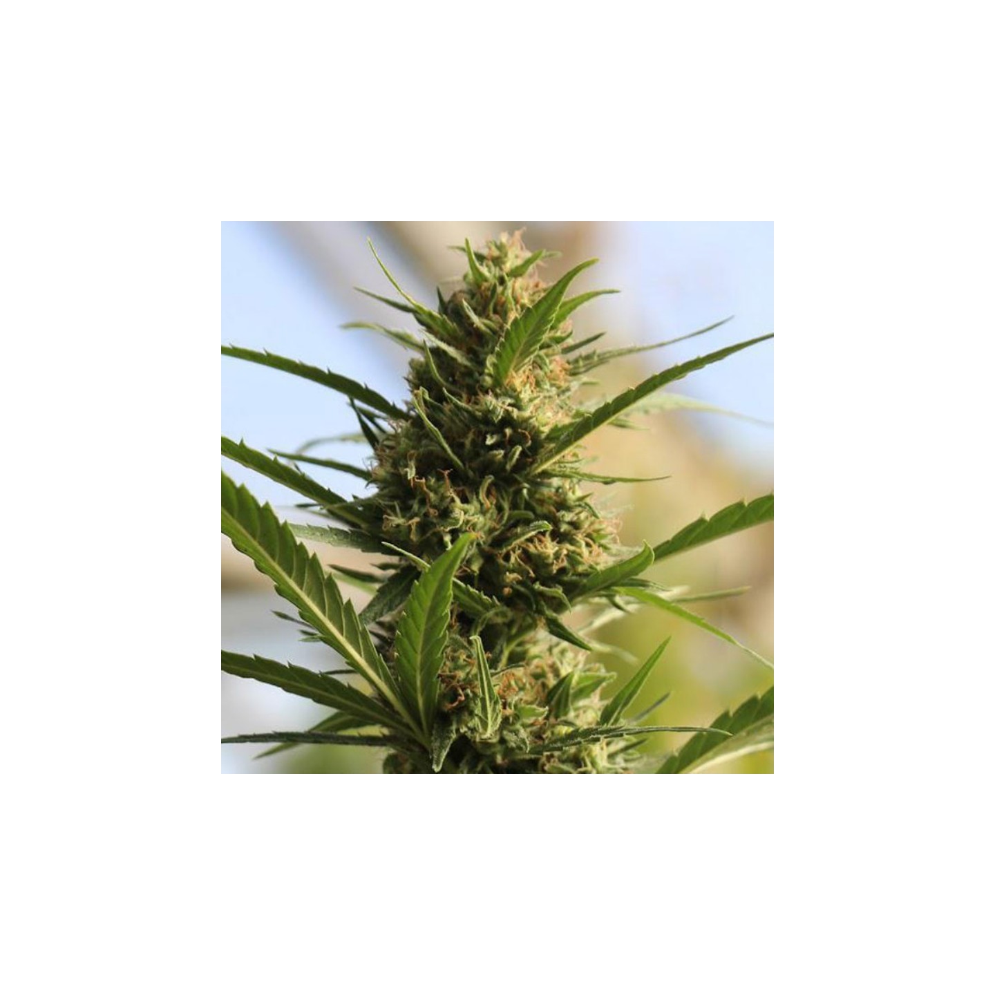 Cannaboom Cbd+ de Original Sensible