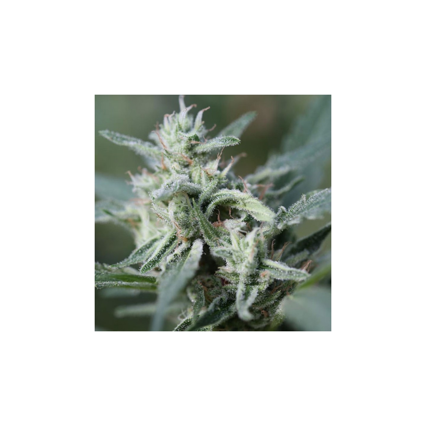 Cannafuel Cbd+ de Original Sensible