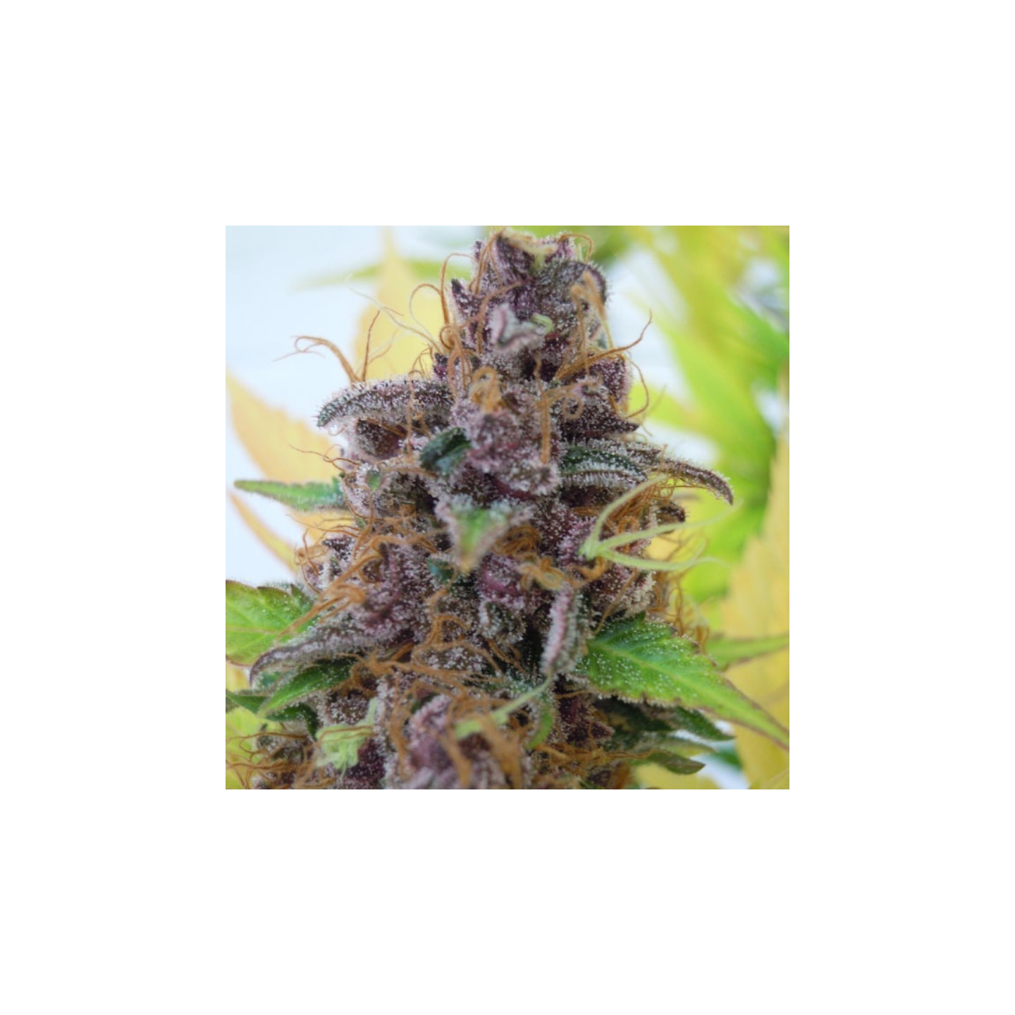 Gelato Auto de Original Sensible