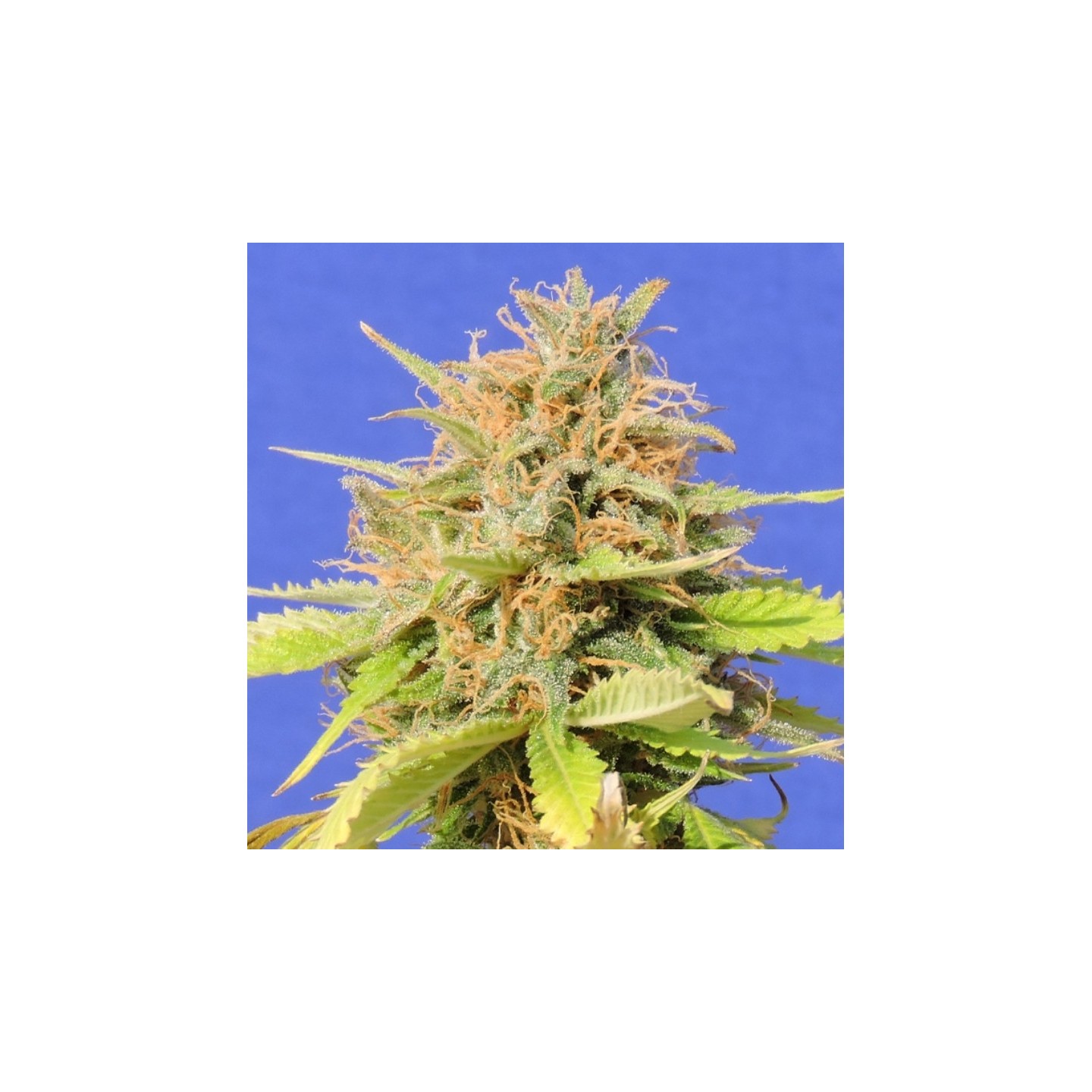 Girl Scout Cookies Auto de Original Sensible