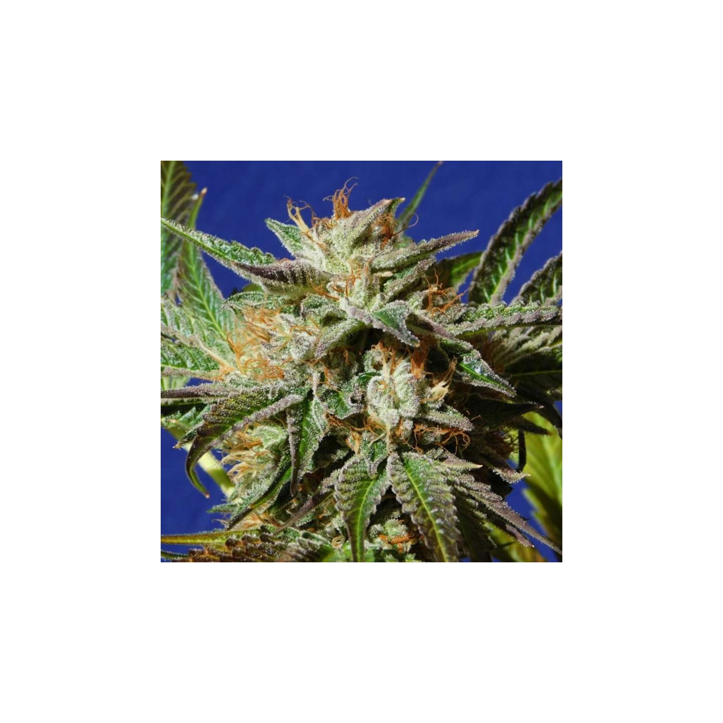 Gorilla Cookies de Original Sensible