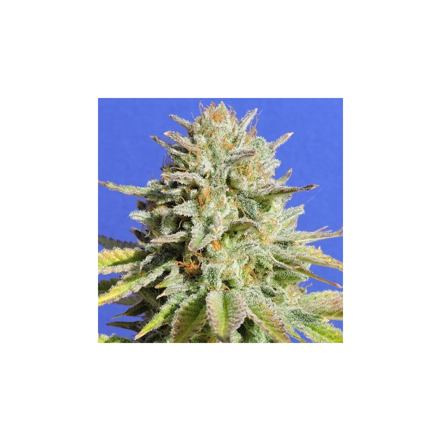 Gorilla Glue 4 de Original Sensible
